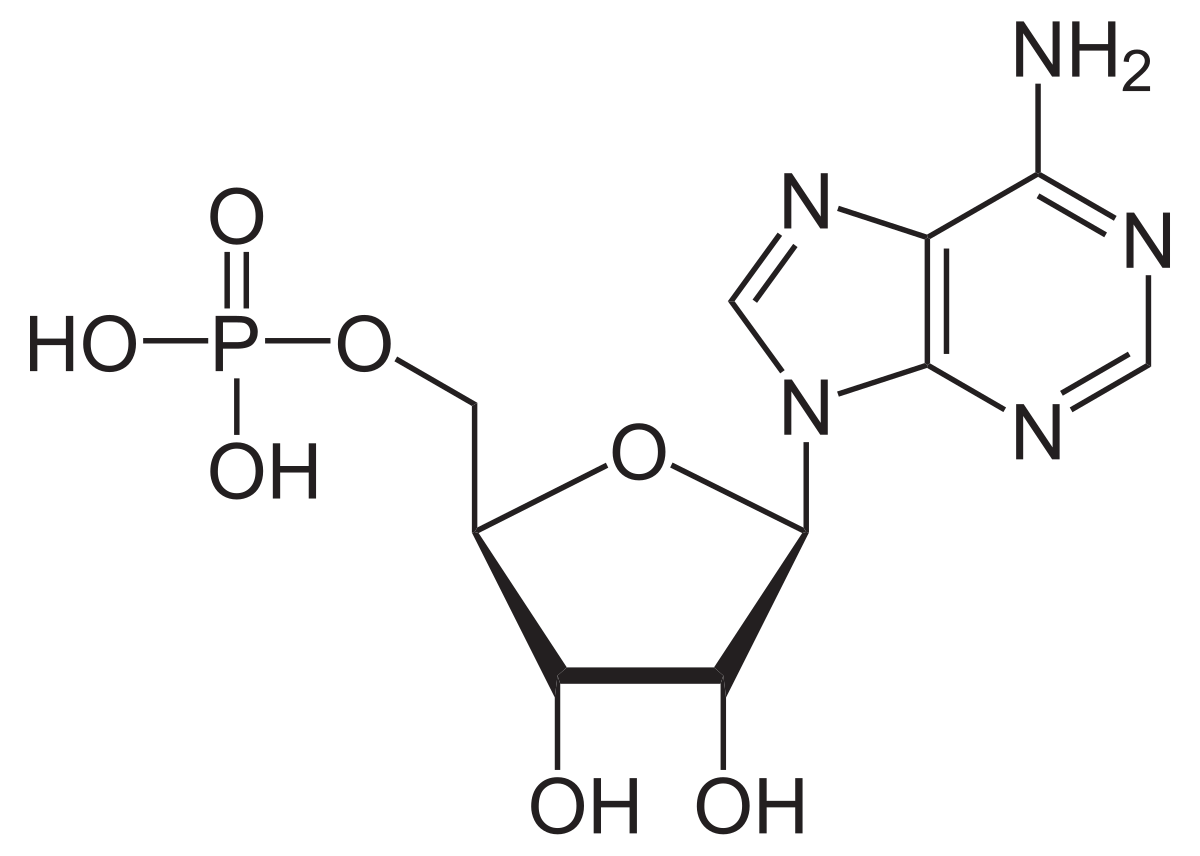 ADENOSINE MONOPHOSPHORIC ACID C 10 Dilution 10 ml