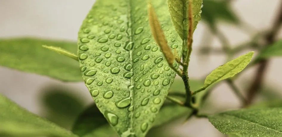 MEL ROSATUM rose honey