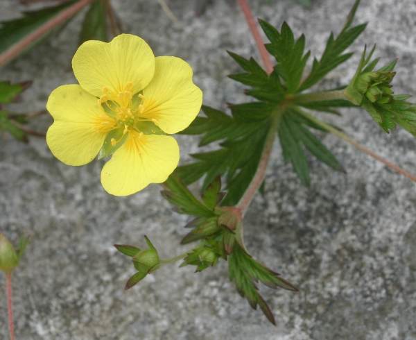 POTENTILLA ERECTA C 100 globules 10 g