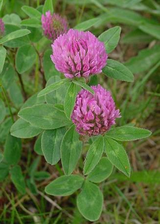 RED CLOVER POWDER 100 g
