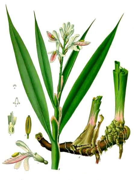 ALPINIA OFFICINARUM C 10 Dilution
