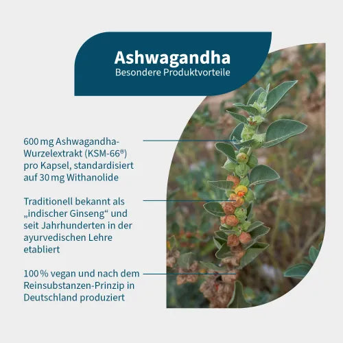ASHWAGANDHA, Withania somnifera, Indian ginseng CAPSULES - 2