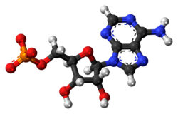 Adenosine monophosphate C 100 globules 10 g