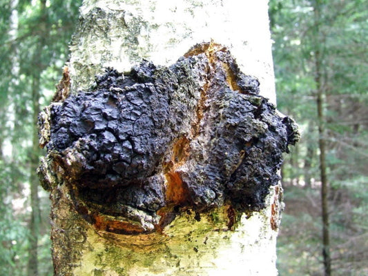 Chaga Mushroom Tea