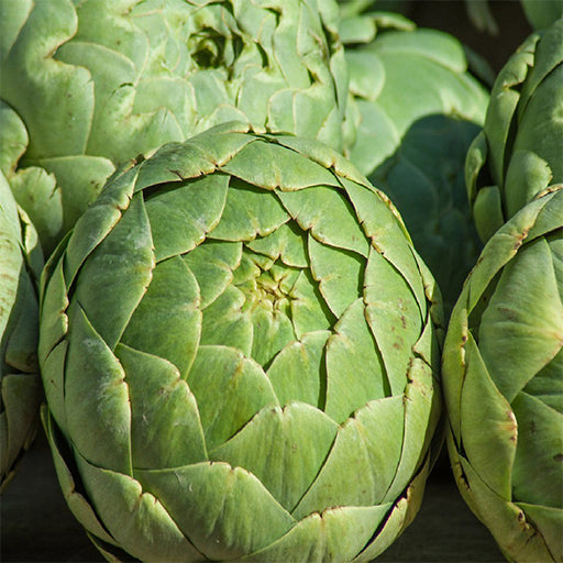 DARMHIT Dr. Jacob's Powder