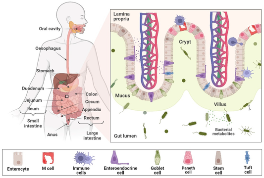 Intestinal care program (7-week complete package)