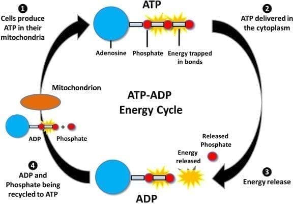 Adenosine triphosphate, irregular heart rhythm UK