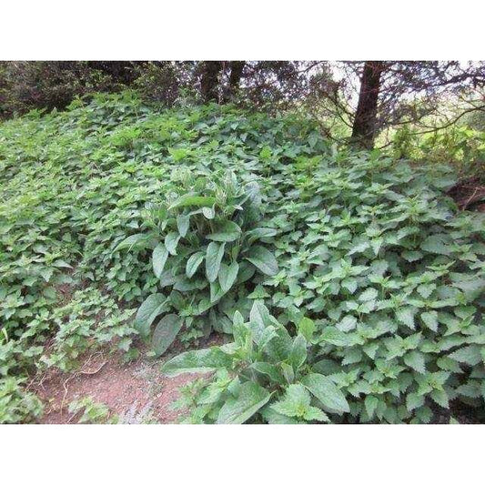 Nettle Indian x 30 capsules, nettle extract UK